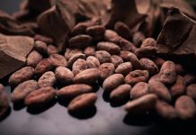 Venezuela exporta nuevo cargamento de cacao mirandino hacia Rusia para diversificar la economía
