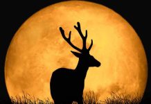 El cielo nocturno de este 10 de julio se iluminará con la Luna de Ciervo, la primera luna llena del verano (+ Detalles)