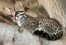Liberaron una pareja de cunaguaros en una reserva ecológica de Portuguesa (+ Detalles)