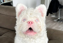 Expertos alertan que el albinismo en la raza de bulldogs franceses conlleva serios padecimientos de salud
