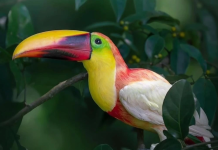 Avistan un extraordinario tucán «unicornio» de plumaje blanco en un bosque de Costa Rica