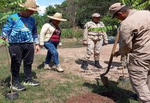 Plantan 500 árboles en la Sierra de Perijá para restaurar áreas afectadas por incendiös