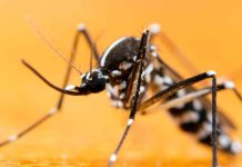 Alêrta en Europa por la expansión de mosquitos que transmiten los vïrus del Dengue, Chikungunya, Zika, del Nilo Occidental y la Fiebre Amarilla (+ Detalles)