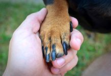 Amor y empatía hacia los animales: una lección que empieza en la infancia (+ Detalles)