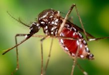 Organización Mundial de la Salud alerta sobre posible propagación global del virüs del Chikungunya