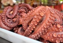 Zafra de pulpo inició en Nueva Esparta con la proyección de mil 300 toneladas para este 2025