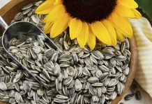 De ahora en adelante no solo le comprarás semillas de girasol a tus loros: expertos revelan los milagrosos secretos curativos de estas pipäs en tu salud
