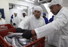 En busca de diversificar su economía, Miranda destinó 24 toneladas de tajalí a China desde Barlovento