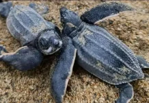 Más de 500 tortuguillos han sido integrados al mar, desde las playas de La Sabana, en el estado La Guaira