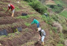 Más de mil 700 productores agrícolas de Miranda fueron atendidos con entrega de insumos (+ Foto)