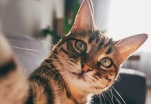 Científicos identifican a los gatos como modelo ideal para investigar la dĕmĕnciă en humanos