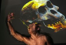 Lucy y Selam, los fósïles que protagonizaron la historia de la evolución humana, se expondrán por primera vez en Europa (+ Detalles)