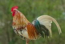De proyecto escolar a fenómeno viral en Francia: la historia de Cacahuete, el gallo que emociona al mundo (+ Video)