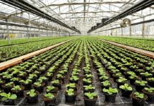Sembrar para la vida: Venezuela producirá 11 millones de plantas en el 2026 para recuperar cuencas y proteger los suelos (+ Detalles)