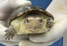 La tortuga más pequeña del mundo se reproduce en zoológico mexicano llegando a una población de 500 (+ Detalle)