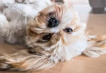 Un curioso comportamiento canino tiene explicación: descubre por qué los perros se acuestan panza arriba (+ Detalles)