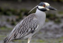 Un grupo de ambientalistas de La Guaira encontraron una nueva especie de ave (+ Detalles)