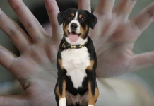 Qué significa que a unas personas no les gusten los animales, según los psicólogos (+ Detalles)