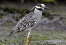 La Guaira celebra el descubrimiento del Chicuaco Enmascarado: una espectacular garza de patrones blancos y negro