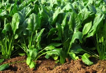 Estos son los beneficios que aporta la espinaca a tu organismo ayudando a prĕvenir el envejecimient0 (+ Detalles)