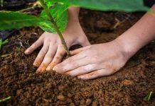 Un paso hacia el futuro ecosocialista: IVIC y la UNC siembran 1.902 árboles de cacao, café y especies nativas como parte de la Gran Misión Madre Tierra