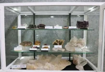 Joyas de gran valor para el mundo: Museo Geológico de la UCV garantiza preservación de 30.000 piezas de fósilës