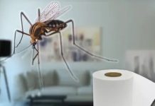 ¡Olvídate del insectïcida! El truco con papel higiénico que ahuyenta los mosquitos en verano (+ Detalles)