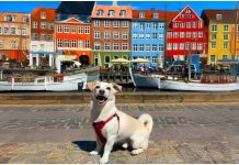 Del abândono a viajar por el mundo: la historia del perro que estaba encerrado en una caja (+ Fotos)