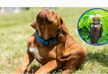 Cómo ahuyentar a las pulgäs de mi mascota usando la planta de menta: truco casero efectivo (+ Detalles)