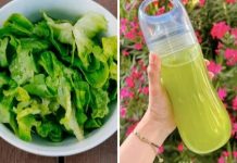 ¿Agua de lechuga para dormir mejor? Aprende a prepararla y olvídate del insomnïo (+ Detalles)