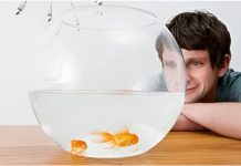 Qué significa tener peces como mascotas, según la psicología explican qué rasgos de la personalidad se reflejan (+ Detalles)