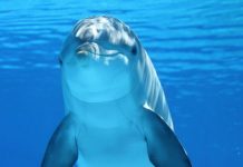 Hallazgos recientes demuestran que estamos muy cerca de hablar con otras especies que tienen comunicación avanzada (+ Detalles)