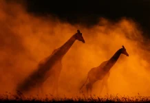 Fotógrafos donan jirafa nocturna para impulsar campaña global de conservación de fauna