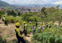Gobierno promueve reforestación: siembra 74.000 nuevas plantas para recuperar espacios degradados