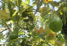Familias campesinas de Kempis impulsan modelo agrícola comunitario consolidando la producción de alimentos locales