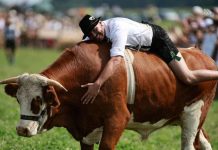Carrera de Bueyes en Baviera convoca a miles de espectadores y celebra tradiciones centenarias