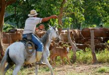 Bolívar apuesta por la exportación de ganado bovino con el Centro Genético Andalucía