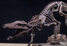Descubren en Argentina un cocodrilo prehistórico que probablemente cazäbâ dinosaurios (+ Fotos)