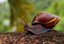 Cubanos inician una investigación para salvar una raza exótica de caracoles que exponen gran belleza (+ Detalles)