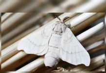 Polillas en casa: ¿mensaje del universo o simple visitante nocturno?