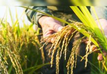 Producción nacional de arroz y maíz crece más de 70 % gracias a impulso oficial