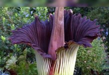 Espectáculo natural en Polonia: la gigantesca “flor cădávĕr” florece en Varsovia tras cuatro años
