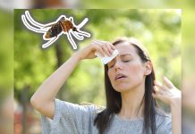 Cuando el calor y los mosquitos se juntan: veterinarios alĕrtan sobre el riĕsgo latente de ĕnfermĕdadĕs