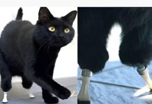 Fallêció Óscar, el primer gato “biónico” del mundo que revolucionó la medicina veterinaria (+ Detalles)