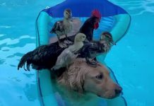 El golden retriever que se transforma en barco para un grupo de aves que lo han adoptado como transporte acuático (+ Detalles)