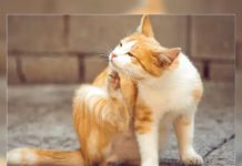 Remedios caseros para combatir las pulgas en gatos ayudan a mantener la salud y bienestar de las mascotas