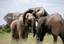 Día Mundial del Elefante: un llamado urgente a la acción para proteger a los gigantes de la tierra