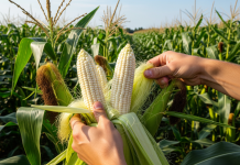 Guárico se diversifica: impulsan la producción de semillas de arroz y maíz para el ciclo agrícola 2026