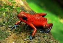 América Latina y el Caribe se unen para crear una estrategia regional contra accidentes por animales venenosös
