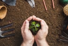 Fáciles de cuidar e ideales para tener en el hogar: las tres plantas aromáticas que más te conviene tener en tu casa (+ Detalles)